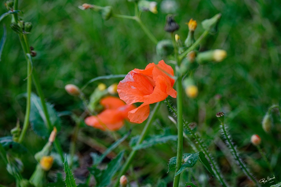 a_DSC6057_DxOb.jpg
