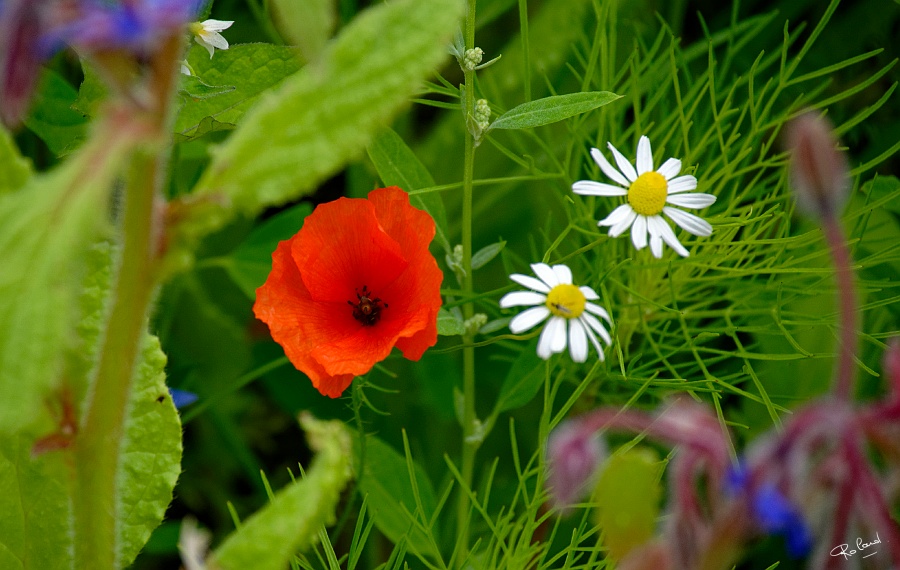 a_DSC6146_DxOb.jpg