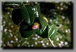 aDSC_00104bbcb.jpg
