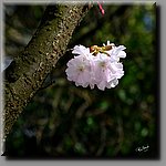 aDSC_00111bbcb.jpg