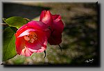 aDSC_00115bbcb.jpg