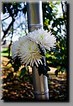 a_DSC8166b.JPG