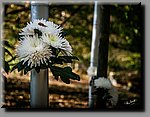 a_DSC8167b.JPG