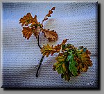a_DSC8236b.JPG
