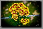 a_DSC2083b.jpg