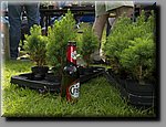 aDSC_0753b.JPG