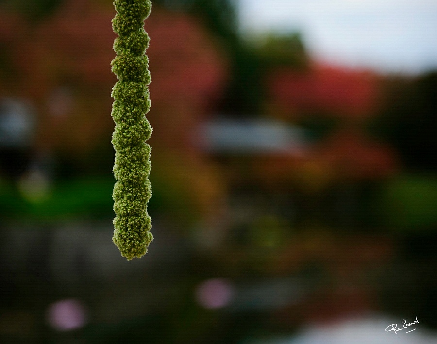 aa_DSC7459b.JPG