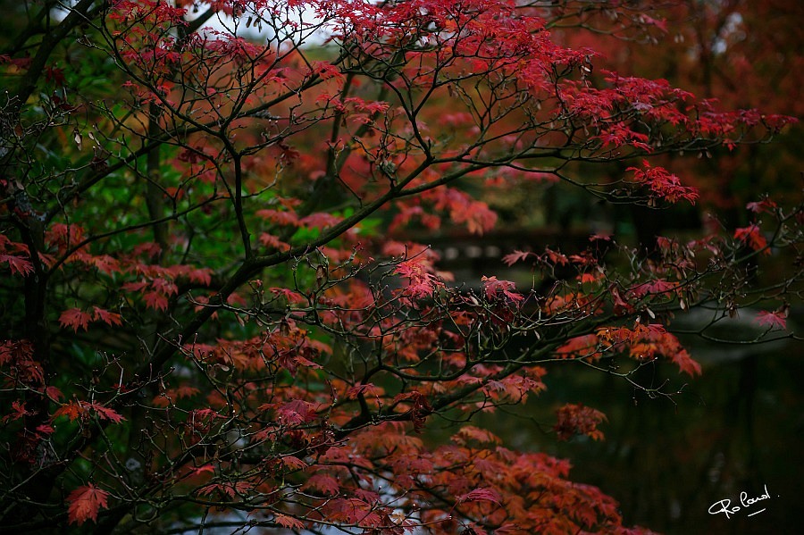 aa_DSC7483b.JPG