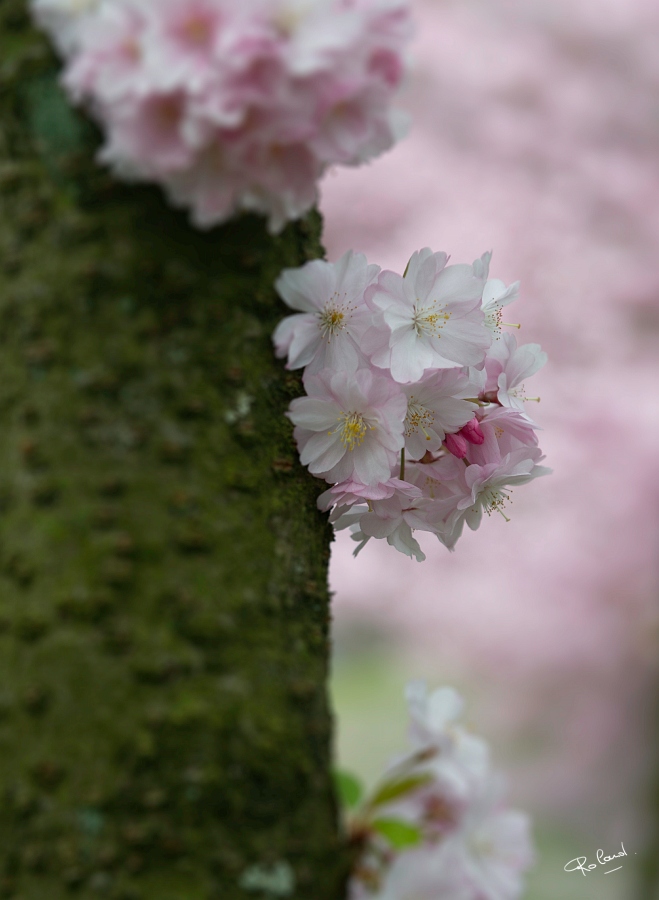 a_DSC4944b.JPG