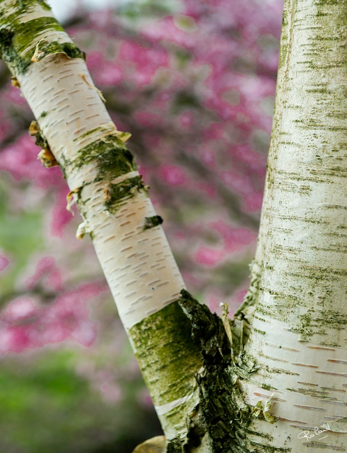 a_DSC5055b.JPG