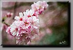 a_DSC4998b.JPG