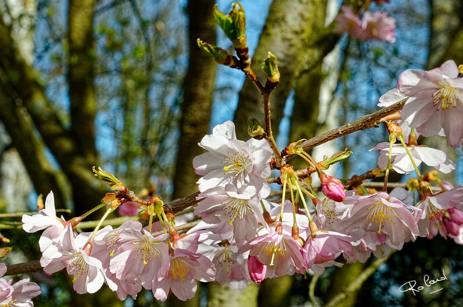 a_DSC4529_DxO1.jpg
