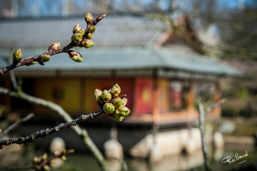a_DSC4623b.jpg