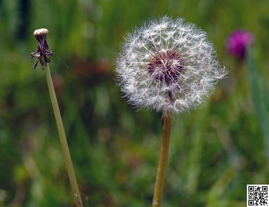a_DSC5869_DxOb.jpg
