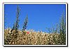 DSC_4229b ck.JPG