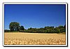 DSC_4267b ck.JPG