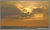 DSC_0727b.jpg(49,0 KB)
